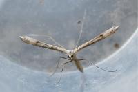 Stenoptilia bipunctidactyla