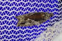 Epinotia nisella