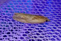 Eucosma