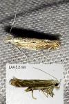 Isophrictis striatella