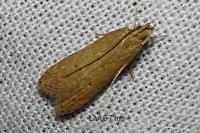 Helcystogramma lutatella