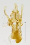 Helcystogramma lutatella