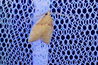Carcina quercana