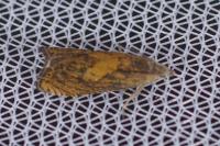 Dichrorampha vancouverana