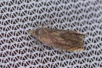 Dichrorampha vancouverana