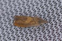 Dichrorampha vancouverana