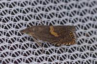 Dichrorampha incognitana