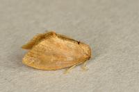 Heterogenea asella