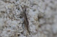 Ypsolopha mucronella