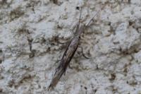 Ypsolopha mucronella