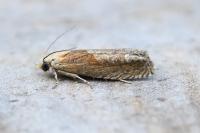 Eucosma gr. hohenwartiana