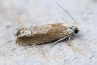 Eucosma gr. hohenwartiana