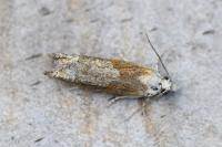 Eucosma gr. hohenwartiana