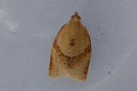 Clepsis consimilana
