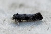 Swammerdamia pyrella