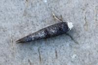 Swammerdamia pyrella