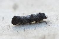 Swammerdamia pyrella