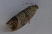 Cydia pomonella