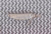 Pleurota pungitiella