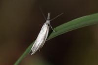 Pleurota pungitiella