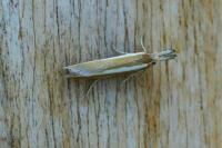 Pleurota aristella