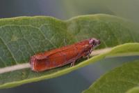 Epinotia