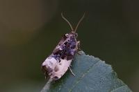 Hedya nubiferana