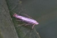 Lyonetia clerkella