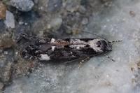Mompha conturbatella