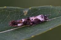 Mompha conturbatella