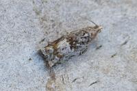 Rhopobota naevana