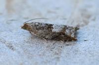Rhopobota naevana