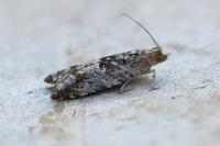 Rhopobota naevana