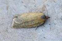 Aphelia viburnana