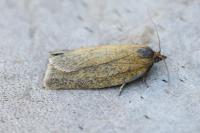 Aphelia viburnana