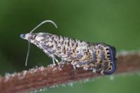 Dichrorampha ligulana
