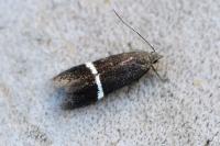 Aproaerema cinctella