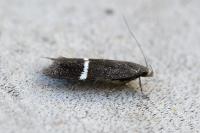 Aproaerema cinctella
