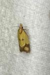 Agapeta zoegana