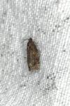 Ditula angustiorana
