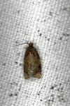 Ditula angustiorana