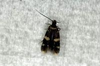Oegoconia