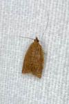 Clepsis consimilana