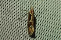 Rhigognostis incarnatella
