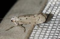Yponomeuta padella