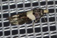 Recurvaria leucatella