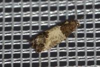 Spilonota ocellana
