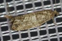 Spilonota ocellana