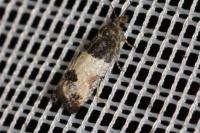 Spilonota ocellana
