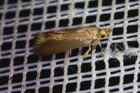Crassa unitella